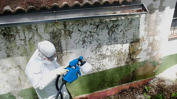 Trusted Commercial Mold Remediation service in New Egypt, NJ - Cheap Mold Removal